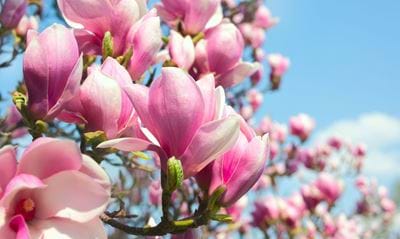 mode Et centralt værktøj, der spiller en vigtig rolle Efterforskning Magnoliatræ i haven: Sådan gør du - ALT.dk
