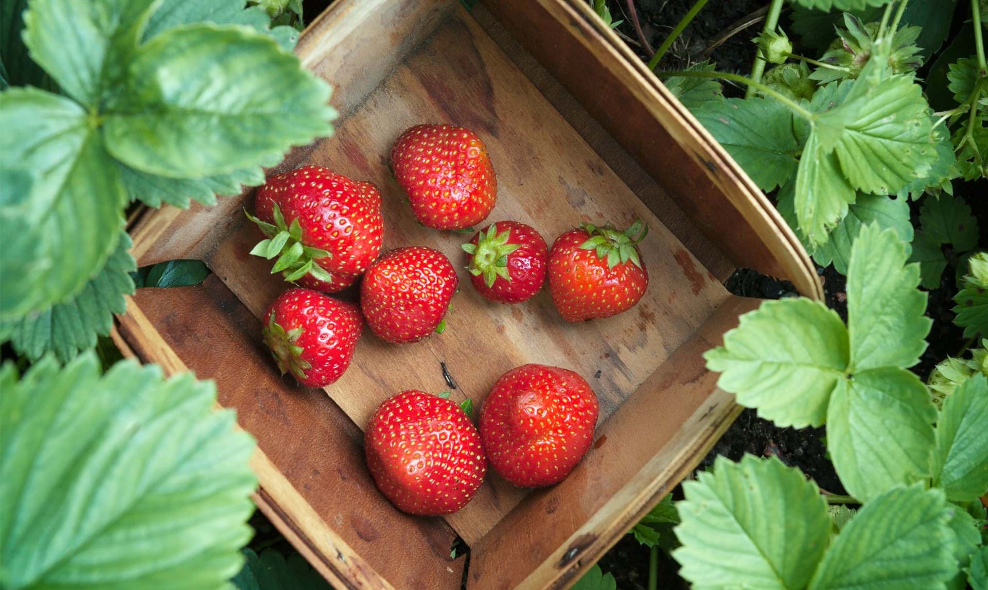 Sådan dyrker du dine jordbær se her -