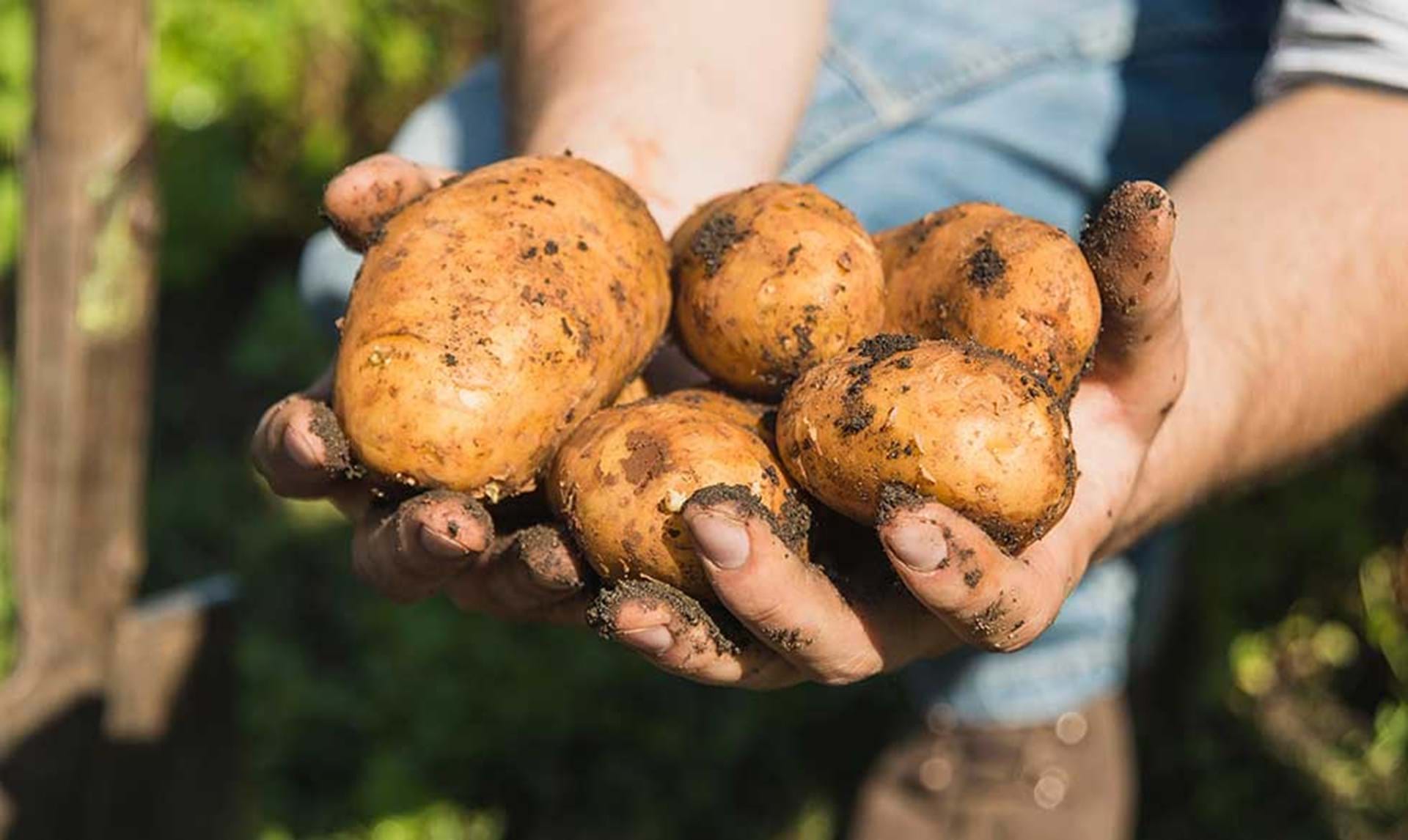 7 gode råd nye kartofler: Sådan koger du dem perfekt - ALT.dk