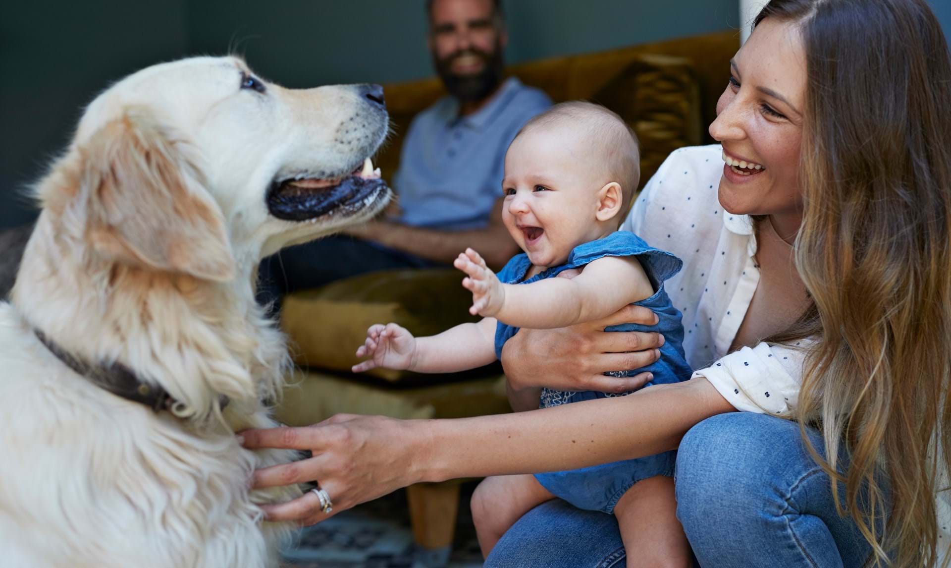 8 råd: Sådan introducerer du hund for baby ALT.dk