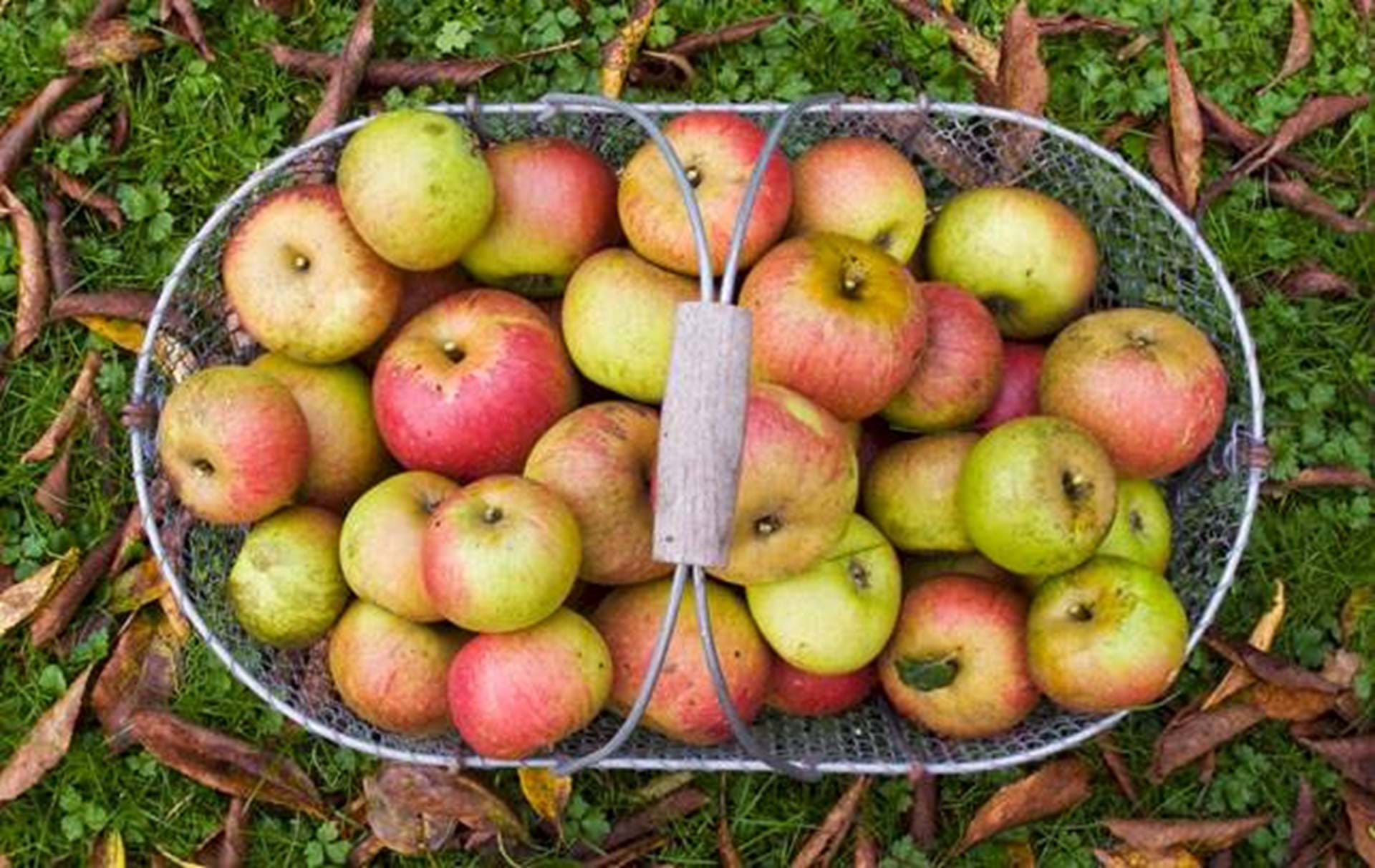 store æblevalg - ALT.dk