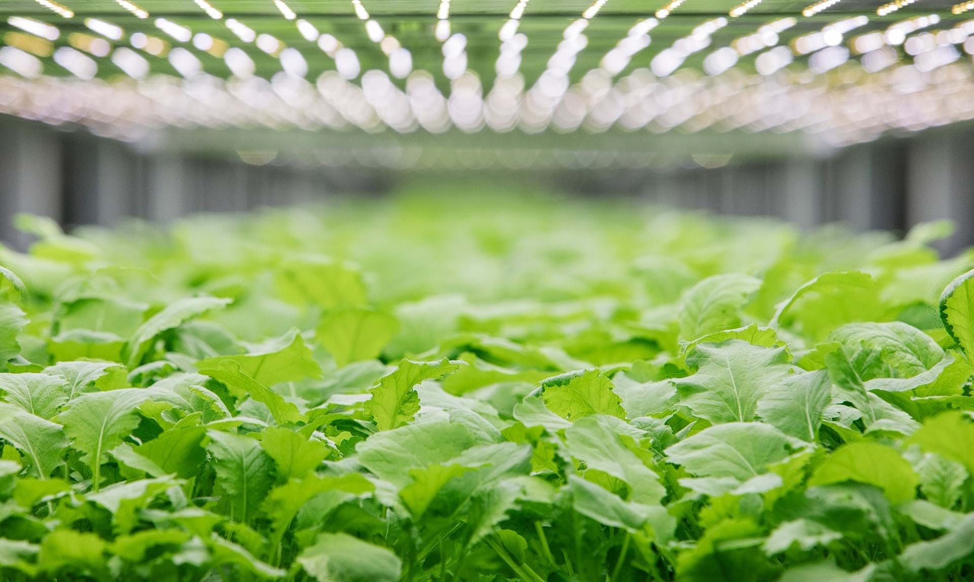 Vertical farming: Fremtidens grøntsager bliver dyrket uden jord